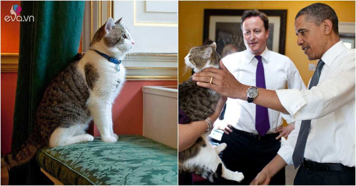 View - Gặp gỡ chú mèo "quyền lực” nhất nước Anh, 12 năm làm việc cho chính phủ, thường xuyên tiếp đón chính trị gia