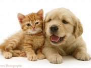 Lifestyle - Bỏ túi ngay 7 món đồ có thể giúp "boss" nhà bạn luôn thơm tho, sạch sẽ, có món chỉ 60 ngàn