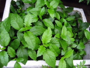 Nhà đẹp - Loại rau mọc dại từng bị nhổ vứt đi, nay là đặc sản 80.000 đồng/kg, trồng cực dễ, cứ chạm đất là sống