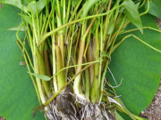 Tiêu dùng - Loại rau dại có tên rất lạ, xưa không ai ăn giờ thành đặc sản nổi tiếng, dân thành phố ưa chuộng, 60.000 đồng/kg