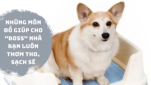 Bỏ túi ngay 7 món đồ có thể giúp amp;#34;bossamp;#34; nhà bạn luôn thơm tho, sạch sẽ, có món chỉ 60 ngàn - 1