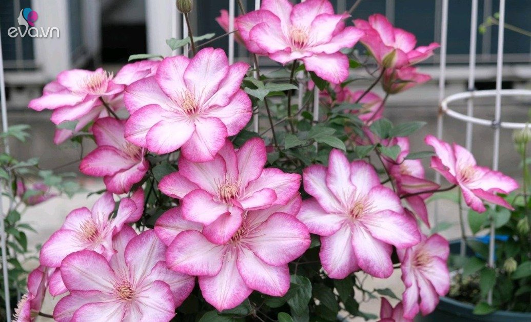 View - Loài hoa được mệnh danh là "nữ hoàng của các loài hoa dây leo”, cực dễ trồng lại siêng ra hoa