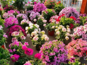 Nhà đẹp - 5 loại hoa đẹp không bao giờ bị sâu bệnh tấn công, nhà cửa sạch sẽ, hoa nở liên tục
