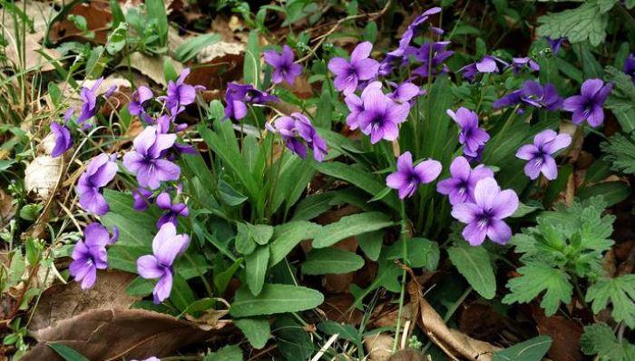 Loại rau dại xưa toàn nhổ vứt đi, nay thành đặc sản giá 90.000 đồng/kg, trồng trong vườn nở hoa đẹp như violet - 6