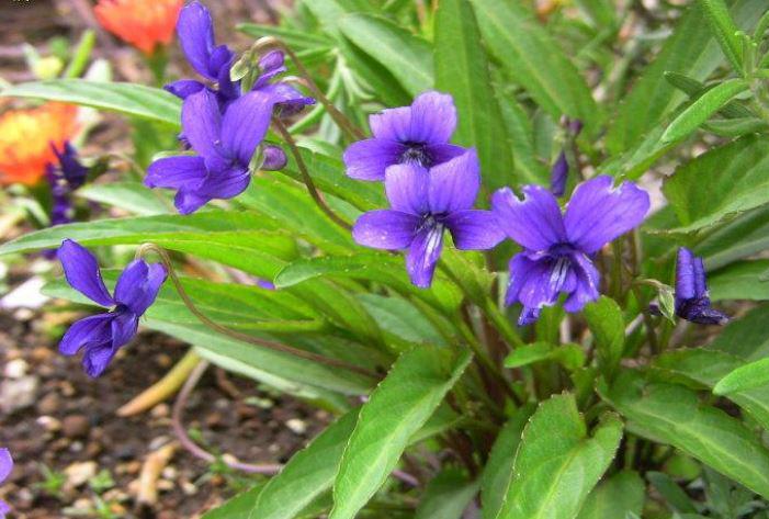 Loại rau dại xưa toàn nhổ vứt đi, nay thành đặc sản giá 90.000 đồng/kg, trồng trong vườn nở hoa đẹp như violet - 3