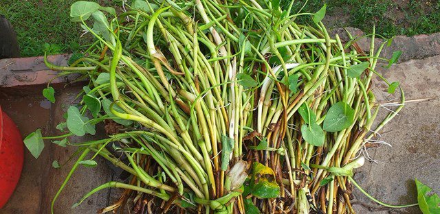 Ngó khoai là phần mọc từ gốc của cây khoai môn hay khoai nước