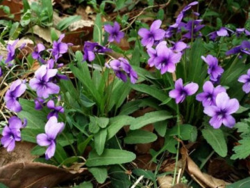 Loại rau dại xưa toàn nhổ vứt đi, nay thành đặc sản giá 90.000 đồng/kg, trồng trong vườn nở hoa đẹp như violet