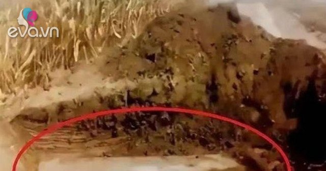 View - Sáng vợ treo cổ tự tử, chiều chồng lập tức chôn cất, gia đình sốc nặng khi mở quan tài