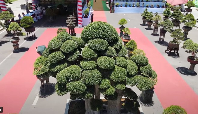 Cây duối cổ có tán lá đồng đều, to tròn trông rất đẹp mắt.