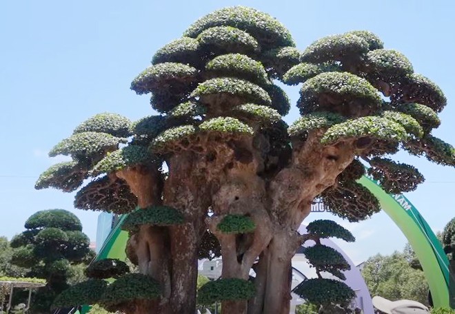 Cây đẹp và đắt ở chỗ là cây cổ, liền gốc, bố cục đẹp, cành phân bồ đều và tán lá có thể thu hút người xem.