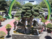 Tin tức - Cây duối rừng nổi tiếng Bình Định, khách trả giá 23 tỷ đồng nhưng chủ vẫn lắc đầu