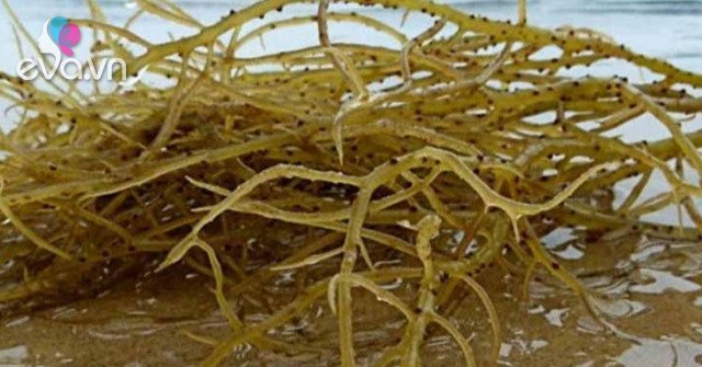 View - Thứ bé tí dài như giun, mới nhìn nổi gai ốc hóa ra là đặc sản, giá 1 triệu/kg, nấu chín giòn sần sật ăn rất bổ