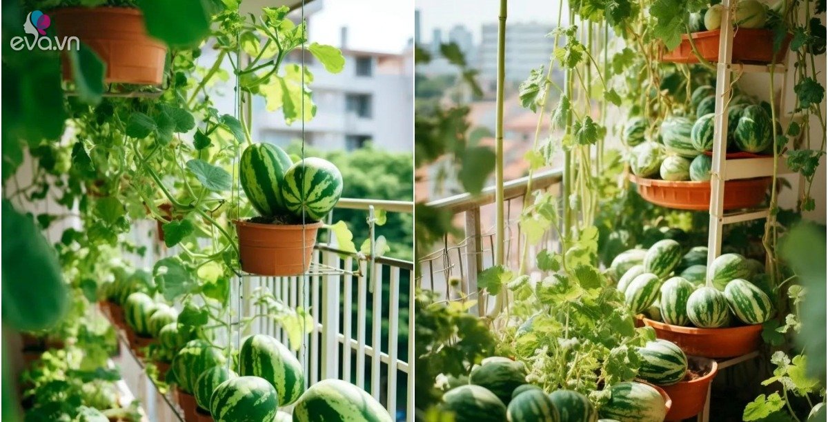 View - 9X trồng dưa hấu tí hon ở ban công, nhìn "đàn con” nằm chen chúc trong chậu thật thích mắt