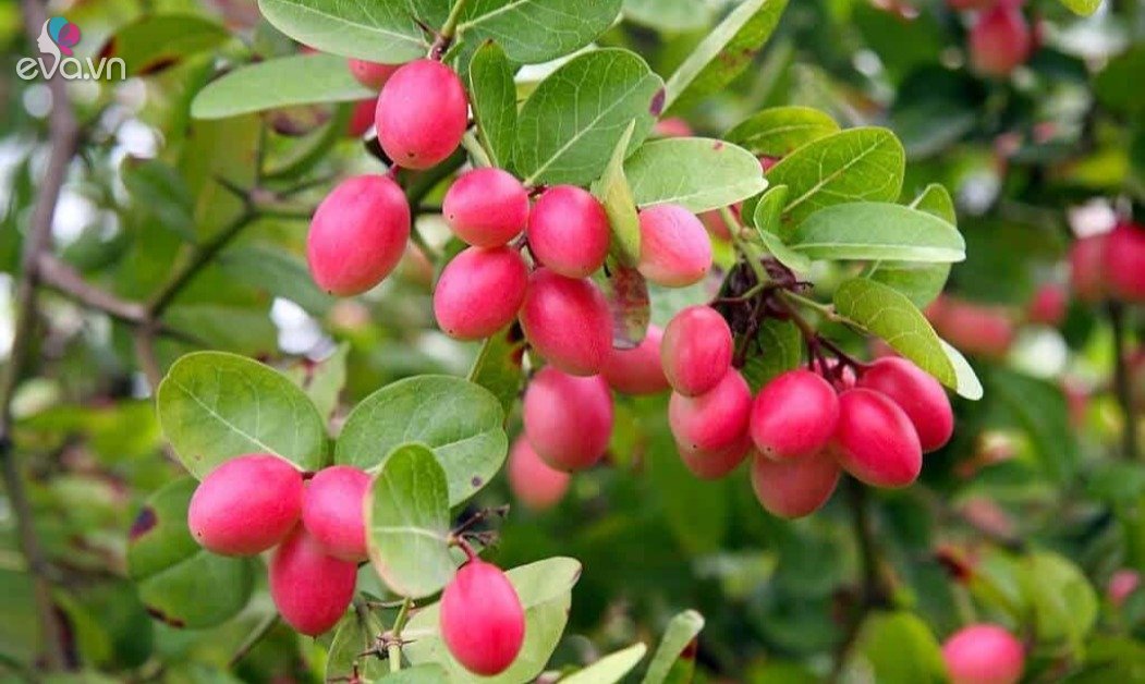 View - Loại cây cho quả đỏ mọng quanh năm, vừa làm cảnh vừa gọi lộc vào nhà, quả tươi giá 100.000 đồng/kg