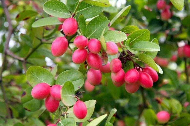 Loại cây cho quả đỏ mọng quanh năm, vừa làm cảnh vừa gọi lộc vào nhà, quả tươi giá 100.000 đồng/kg - 6