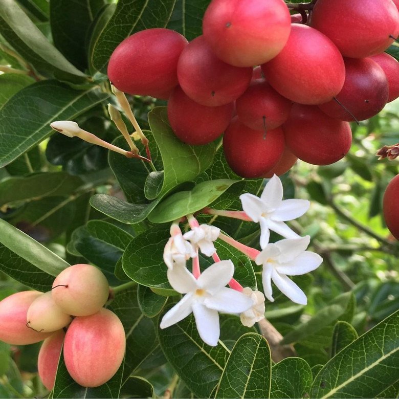 Loại cây cho quả đỏ mọng quanh năm, vừa làm cảnh vừa gọi lộc vào nhà, quả tươi giá 100.000 đồng/kg - 4