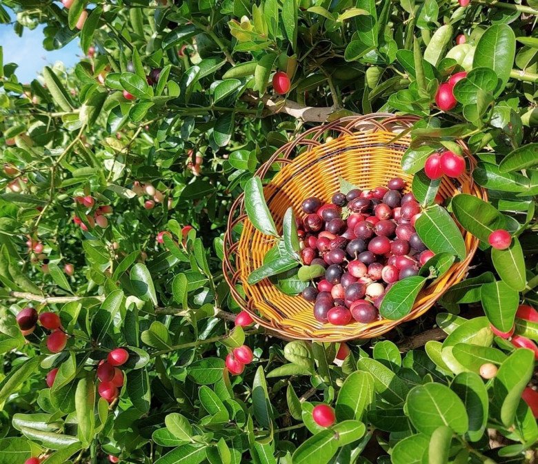Loại cây cho quả đỏ mọng quanh năm, vừa làm cảnh vừa gọi lộc vào nhà, quả tươi giá 100.000 đồng/kg - 7