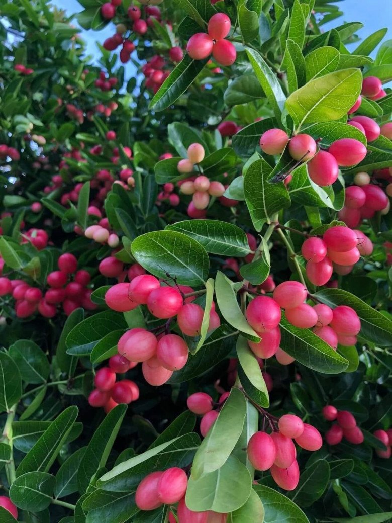 Loại cây cho quả đỏ mọng quanh năm, vừa làm cảnh vừa gọi lộc vào nhà, quả tươi giá 100.000 đồng/kg - 1