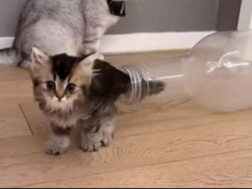 Clip: Mèo con khéo léo chui vào chai khiến người xem kinh ngạc