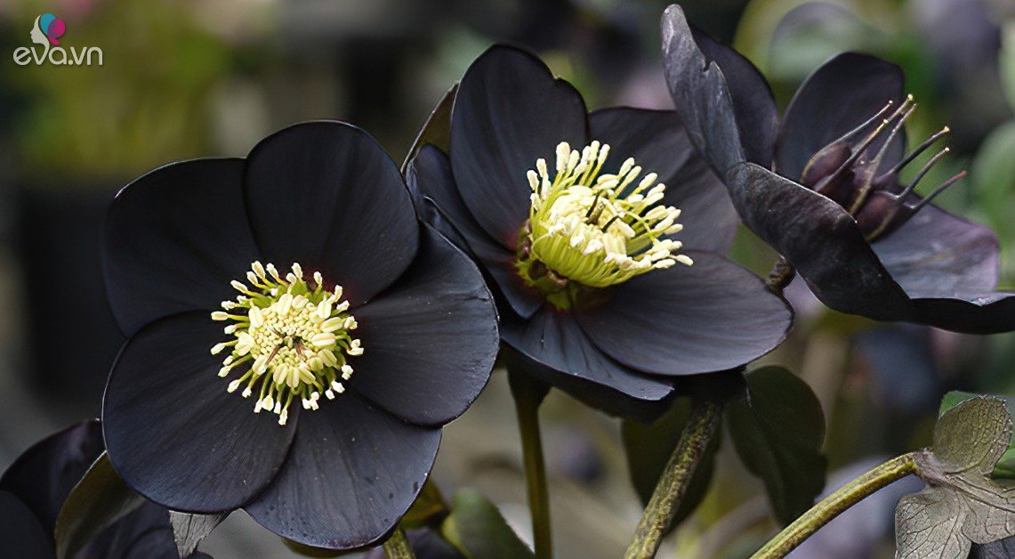 View - Loài hoa được mệnh danh là "kim cương đen”, mang màu đen huyền bí, đẹp làm say lòng người