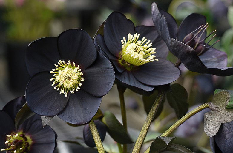 Loài hoa được mệnh danh là “kim cương đen”, mang màu đen huyền bí, đẹp làm say lòng người - 3