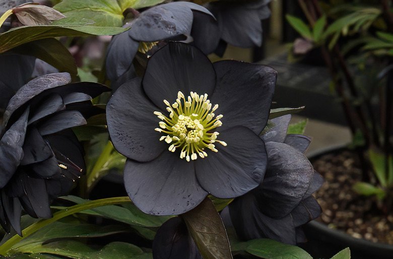 Loài hoa được mệnh danh là “kim cương đen”, mang màu đen huyền bí, đẹp làm say lòng người - 4