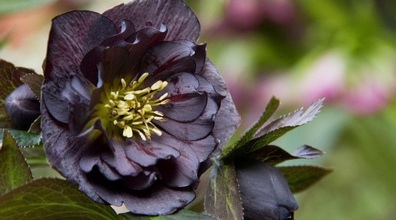 Loài hoa được mệnh danh là “kim cương đen”, mang màu đen huyền bí, đẹp làm say lòng người - 6