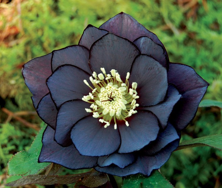 Loài hoa được mệnh danh là “kim cương đen”, mang màu đen huyền bí, đẹp làm say lòng người - 5