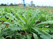 Nhà đẹp - Loại rau xưa toàn nhổ vứt đi, nay vừa trồng để ăn vừa làm thuốc, giá lên tới 500.000 đồng/kg