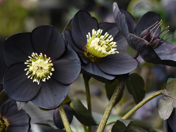 Loài hoa được mệnh danh là kim cương đen, mang màu đen huyền bí, đẹp làm say lòng người