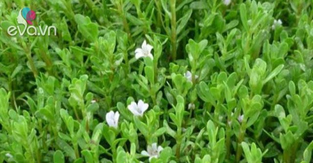 View - Cây hay bị nhầm là rau sam, đắng ngắt nhưng là kho vitamin C, nấu với con này được món đặc sản