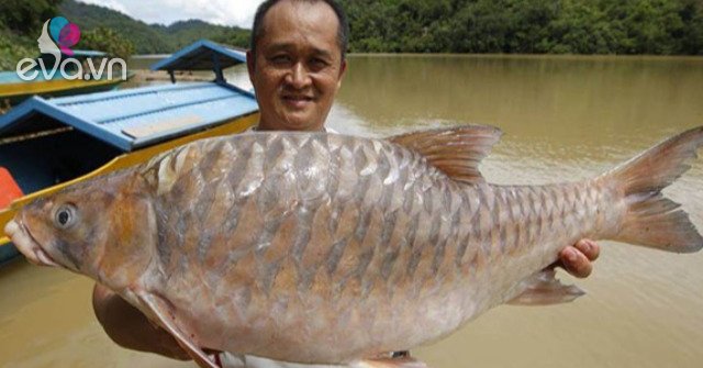 View - Cá được mệnh danh là "vong bất liễu ngư” có giá 10 triệu đồng/kg, sống môi trường rất đặc biệt