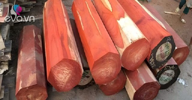 View - Ở Việt Nam loại gỗ được xem là "báu vật”, giá lên tới cả tỷ đồng, thương lái Trung Quốc săn lùng ráo riết