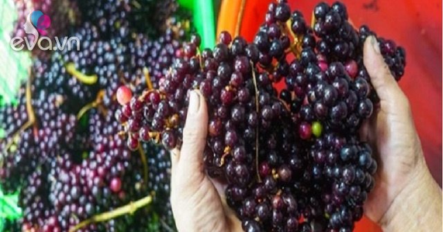 View - Loại quả dại trước rụng đầy không ai ăn, giờ là "mỏ vàng” được săn lùng, giá bán 60.000 đ/kg