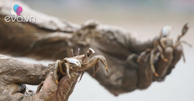 Gallery - Loại đặc sản ở Thanh Hóa có "tên lạ”, nhiều người tò mò đặt mua về ăn thử, giá 80.000 đồng/kg