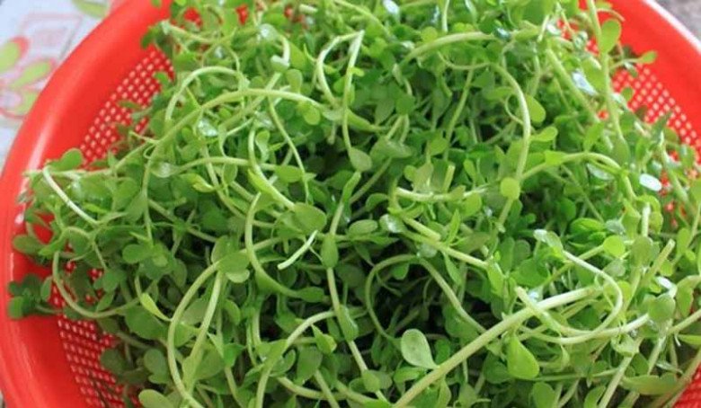 View - Cây hay bị nhầm là rau sam, đắng ngắt nhưng là kho vitamin C, nấu với con này được món đặc sản