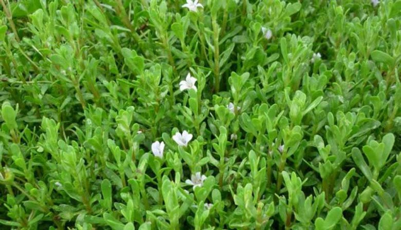 View - Cây hay bị nhầm là rau sam, đắng ngắt nhưng là kho vitamin C, nấu với con này được món đặc sản