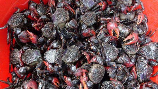 View - Con này trước cho không ai ăn, giờ là đặc sản được săn lùng, thịt ngon hơn cả cua ghẹ, giá 80.000 đồng/kg