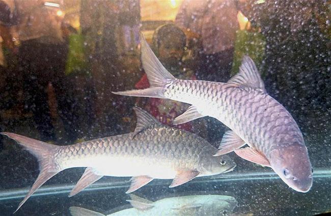 View - Cá được mệnh danh là "vong bất liễu ngư” có giá 10 triệu đồng/kg, sống môi trường rất đặc biệt