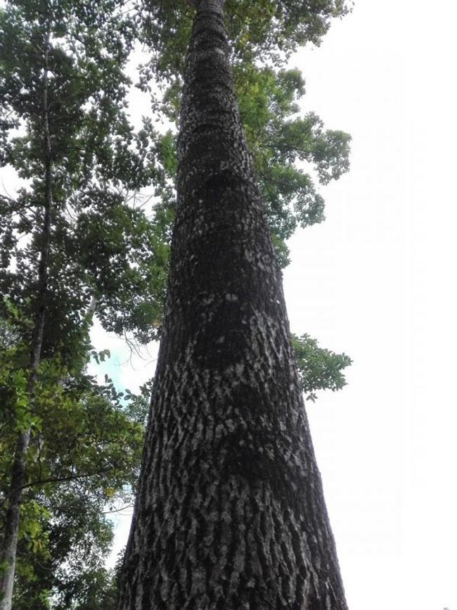 View - Ở Việt Nam loại gỗ được xem là "báu vật”, giá lên tới cả tỷ đồng, thương lái Trung Quốc săn lùng ráo riết