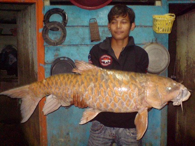 View - Cá được mệnh danh là "vong bất liễu ngư” có giá 10 triệu đồng/kg, sống môi trường rất đặc biệt