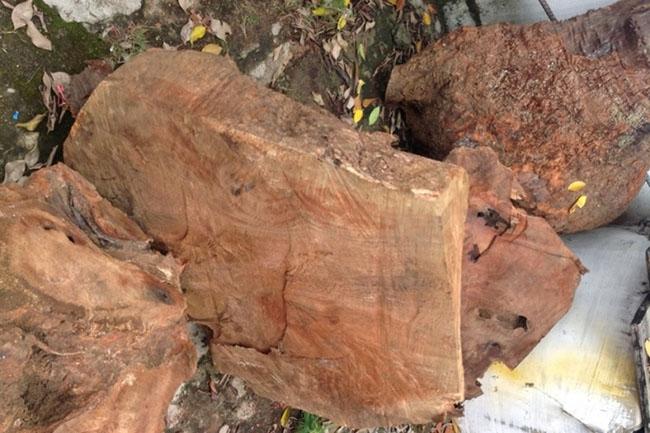 View - Ở Việt Nam loại gỗ được xem là "báu vật”, giá lên tới cả tỷ đồng, thương lái Trung Quốc săn lùng ráo riết