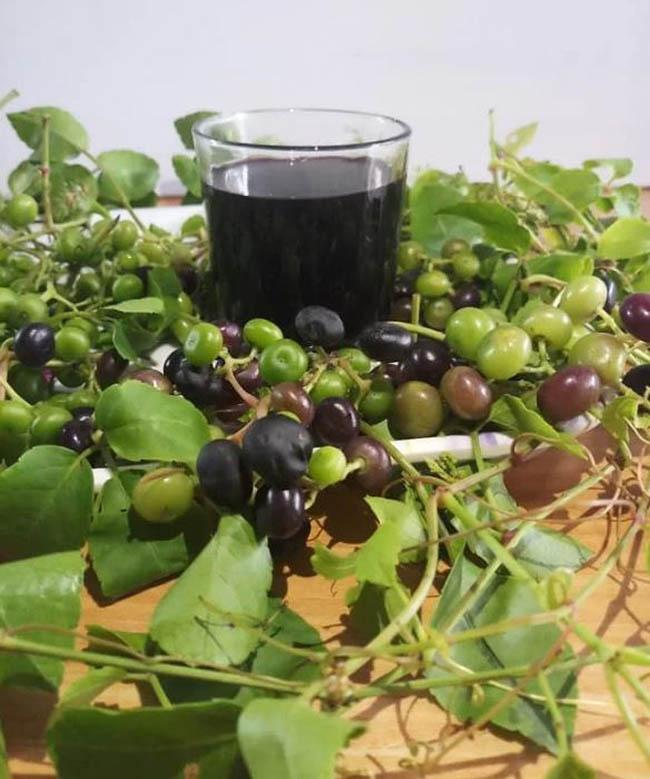 View - Loại quả dại trước rụng đầy không ai ăn, giờ là "mỏ vàng” được săn lùng, giá bán 60.000 đ/kg