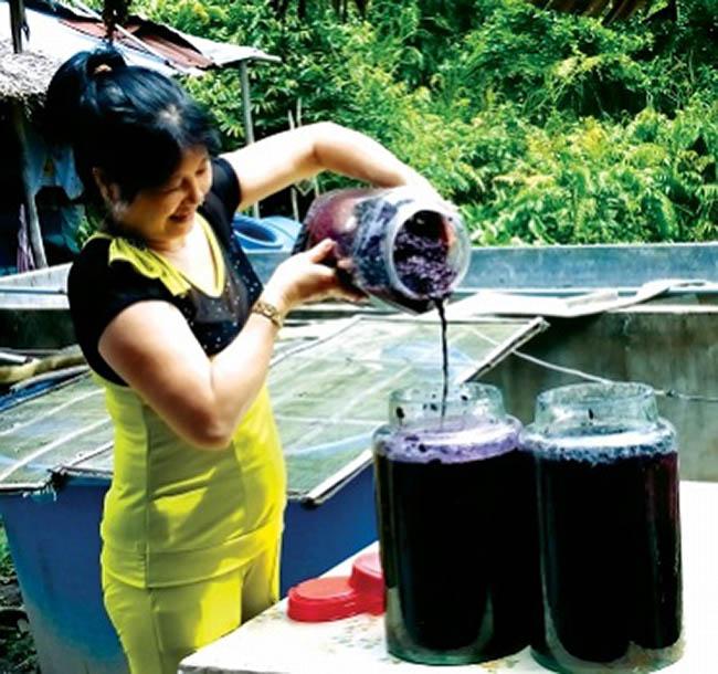 View - Loại quả dại trước rụng đầy không ai ăn, giờ là "mỏ vàng” được săn lùng, giá bán 60.000 đ/kg