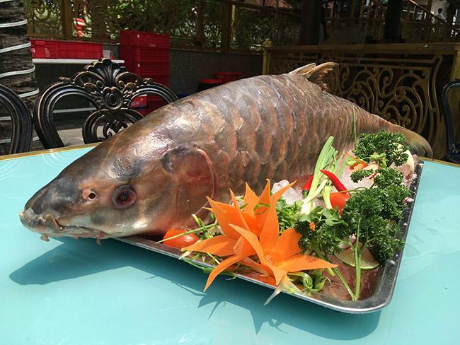 View - Cá được mệnh danh là "vong bất liễu ngư” có giá 10 triệu đồng/kg, sống môi trường rất đặc biệt