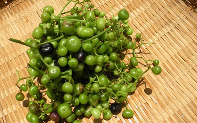 View - Loại quả dại trước rụng đầy không ai ăn, giờ là "mỏ vàng” được săn lùng, giá bán 60.000 đ/kg