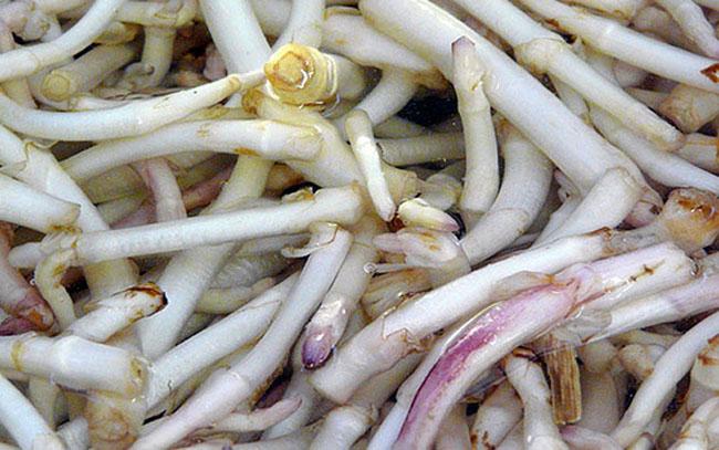 View - Chồi cây này có 26 triệu đồng/kg, là nguyên liệu làm đồ uống ưu thích của hàng tỷ người trên Thế giới