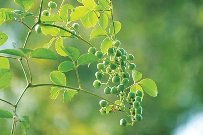 View - Loại quả dại trước rụng đầy không ai ăn, giờ là "mỏ vàng” được săn lùng, giá bán 60.000 đ/kg