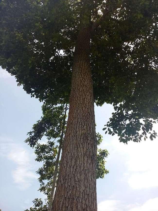 View - Ở Việt Nam loại gỗ được xem là "báu vật”, giá lên tới cả tỷ đồng, thương lái Trung Quốc săn lùng ráo riết