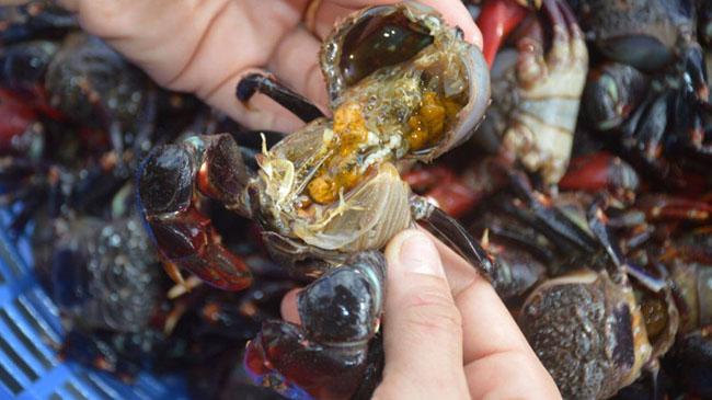 View - Con này trước cho không ai ăn, giờ là đặc sản được săn lùng, thịt ngon hơn cả cua ghẹ, giá 80.000 đồng/kg